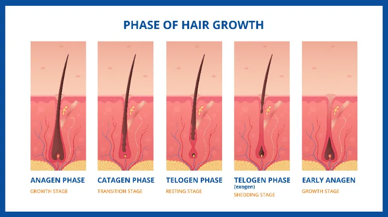 phase of hair growth diagram